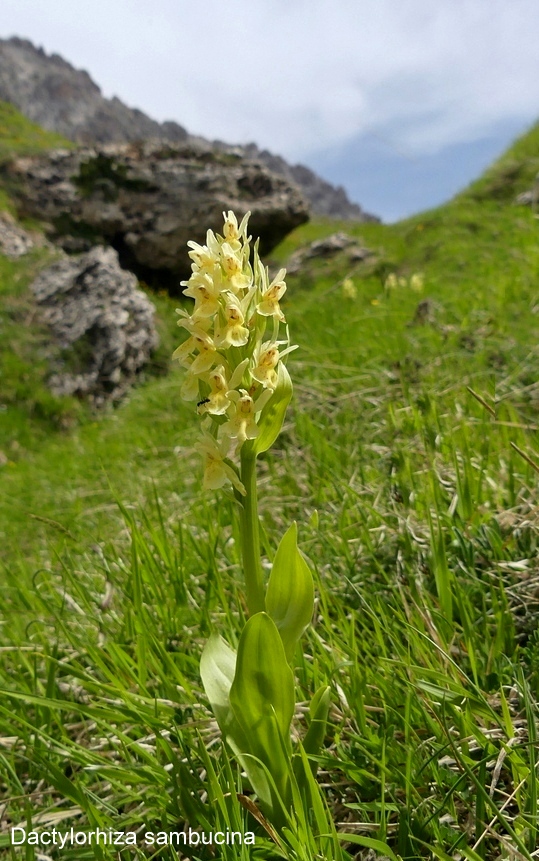 Campo Imperatore, laltopiano e le orchidee  19 giugno 2021.